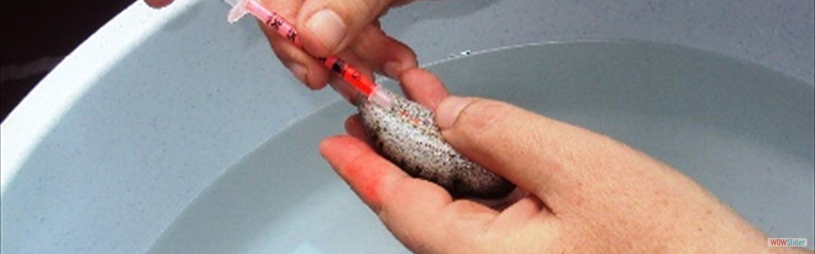 bootstrap image slider